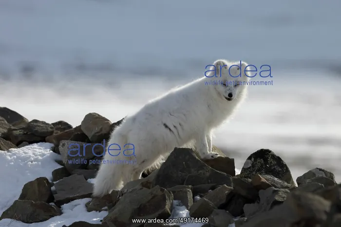 : Artic Fox Winter : Artic Fox Winter
