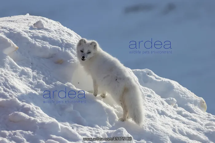 : Artic Fox Winter : Artic Fox Winter