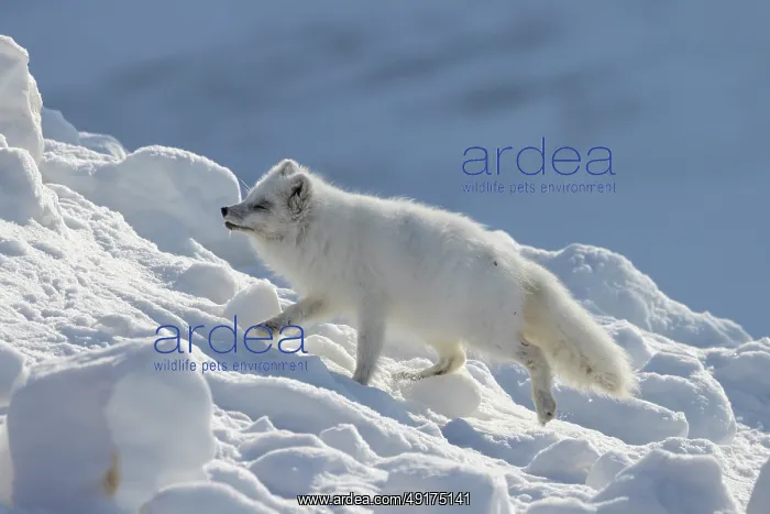 : Artic Fox Winter : Artic Fox Winter