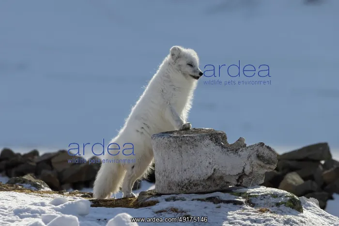 : Artic Fox Winter : Artic Fox Winter