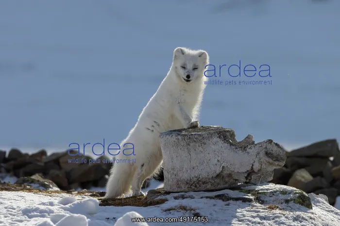 : Artic Fox Winter : Artic Fox Winter