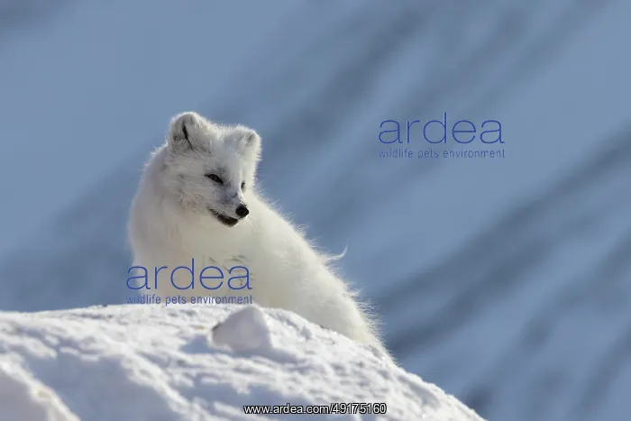 : Artic Fox Winter : Artic Fox Winter