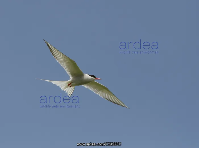 : Artic Tern - in flight - Summer : Artic Tern - in flight - Summer