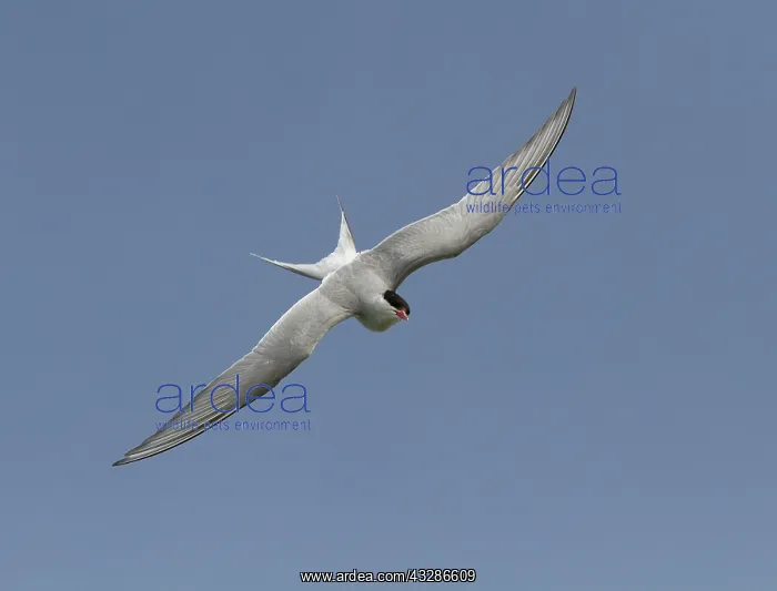  : Artic Tern - in flight - Summer