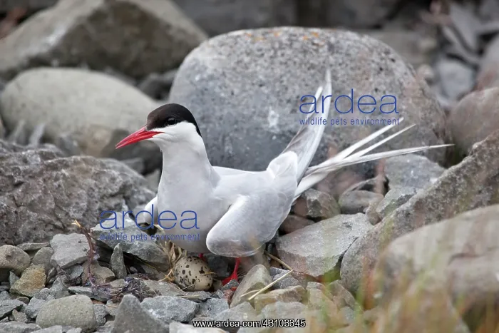 : Artic Tern on nest : Artic Tern on nest