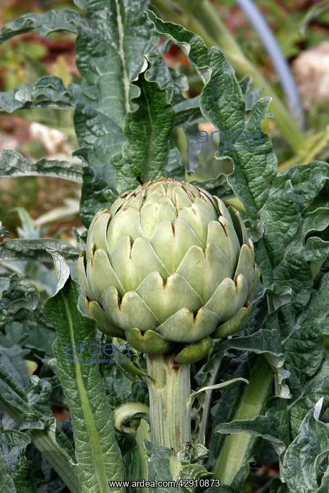  : Artichoke