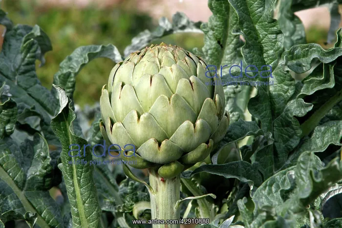 : Artichoke : Artichoke