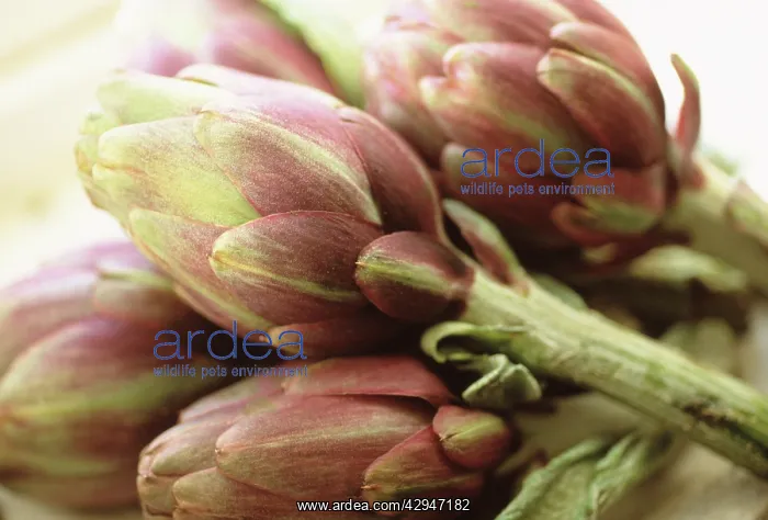 : Artichoke, Cynara scolymus : Artichoke, Cynara scolymus