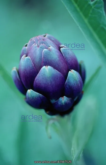 : Artichoke, Cynara scolymus : Artichoke, Cynara scolymus