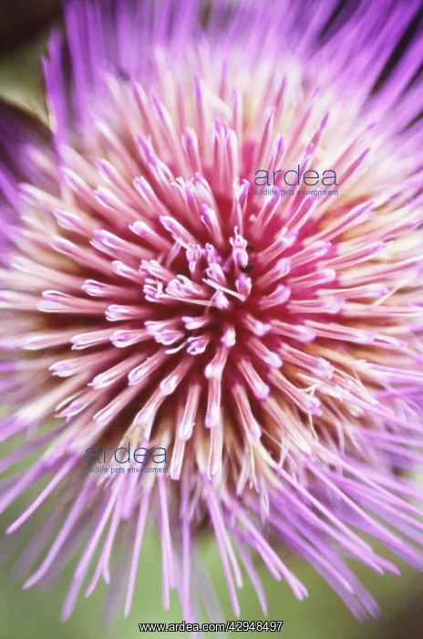 : Artichoke, Cynara scolymus : Artichoke, Cynara scolymus