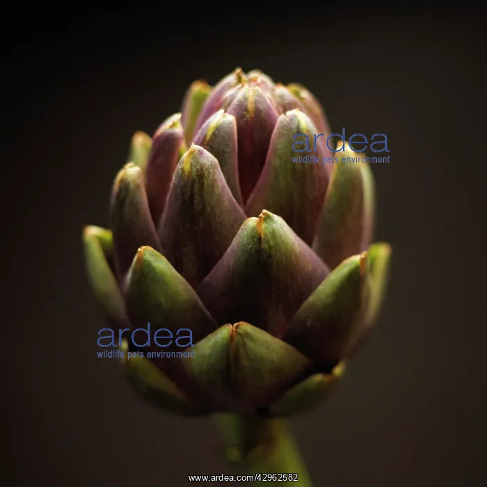 : Artichoke, Cynara scolymus : Artichoke, Cynara scolymus