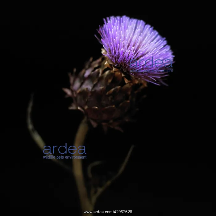: Artichoke, Cynara scolymus : Artichoke, Cynara scolymus