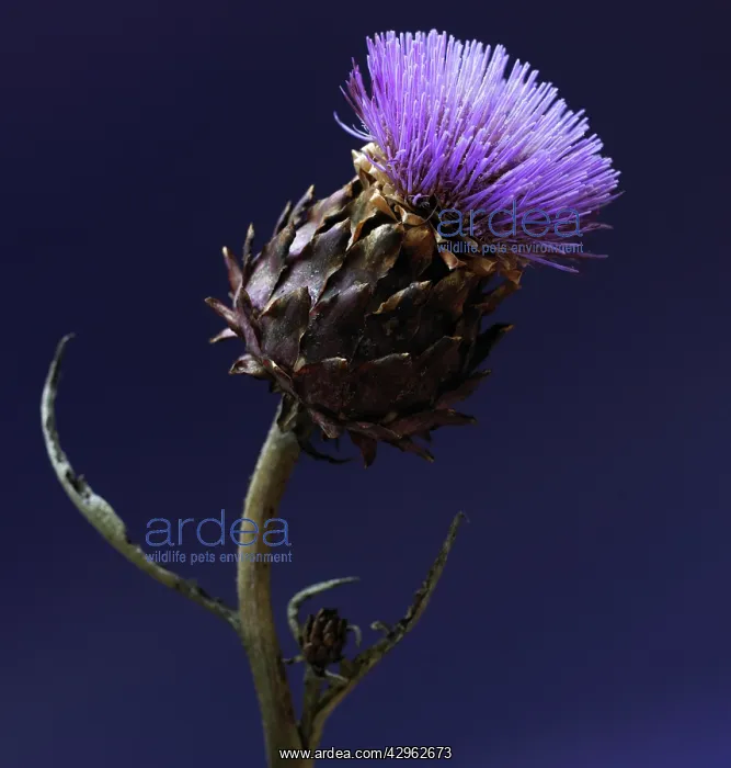 : Artichoke, Cynara scolymus : Artichoke, Cynara scolymus