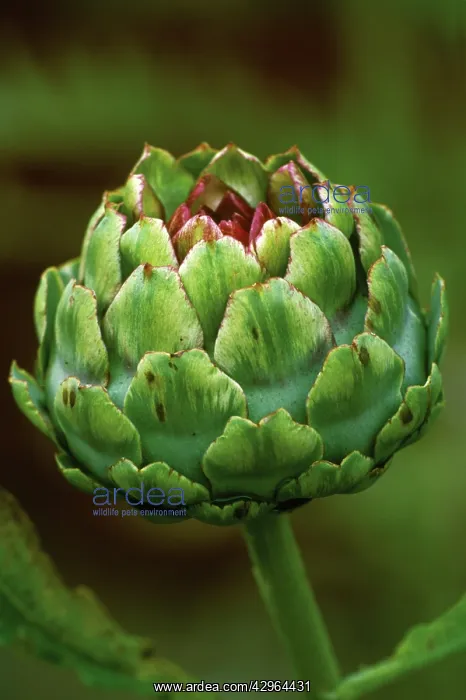 : Artichoke, Cynara scolymus Green Globe : Artichoke, Cynara scolymus Green Globe