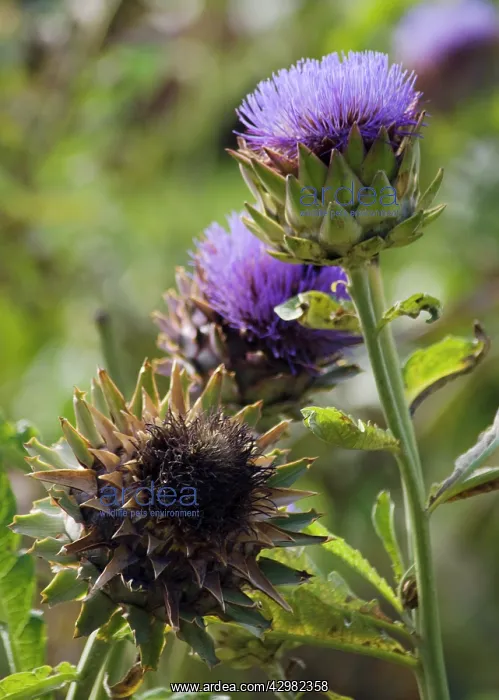 : Artichoke, Cynara scolymus : Artichoke, Cynara scolymus