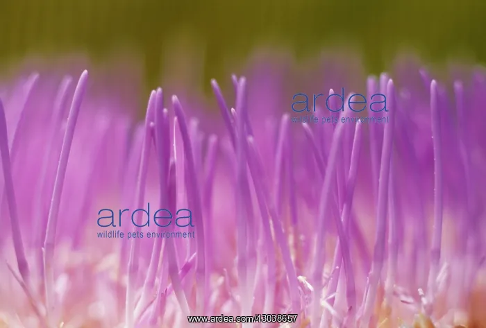 : Artichoke, Cynara scolymus : Artichoke, Cynara scolymus