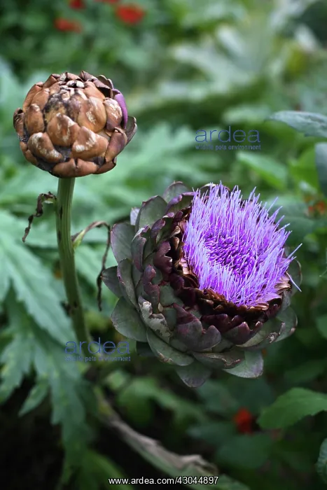 : Artichoke, Cynara scolymus : Artichoke, Cynara scolymus