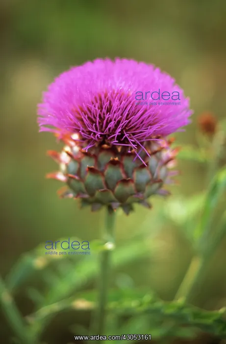 : Artichoke, Cynara scolymus : Artichoke, Cynara scolymus