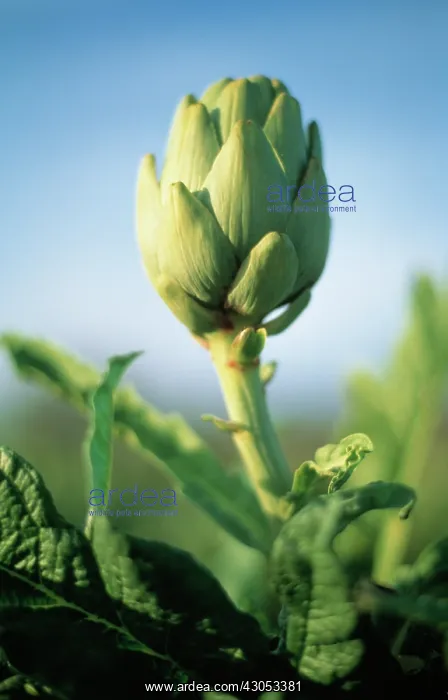 : Artichoke, Cynara scolymus : Artichoke, Cynara scolymus