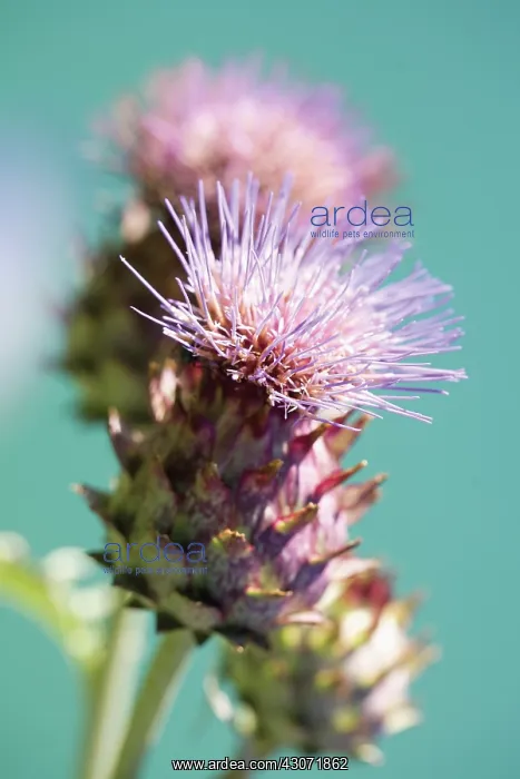 : Artichoke, Cynara scolymus : Artichoke, Cynara scolymus