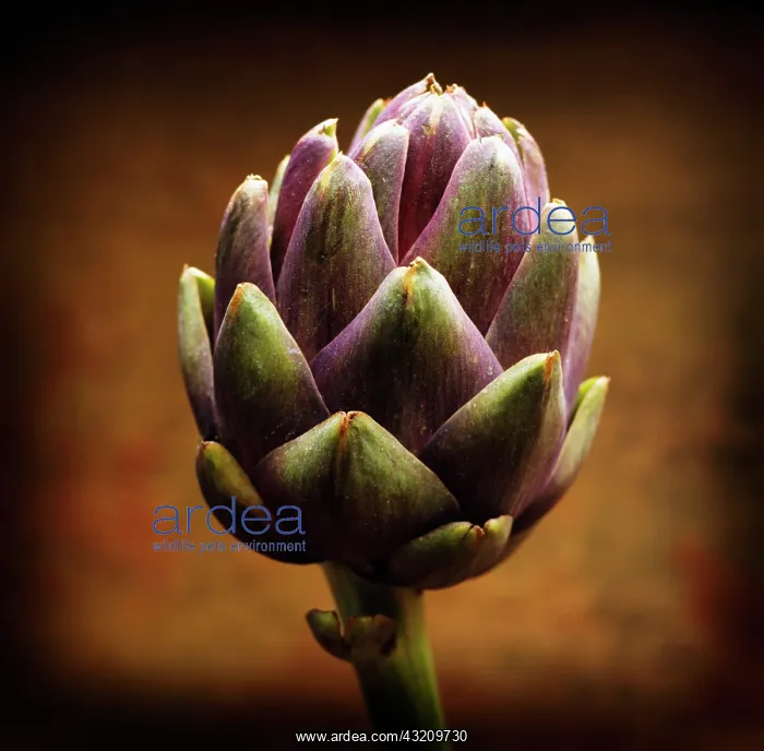 : Artichoke, Cynara scolymus : Artichoke, Cynara scolymus