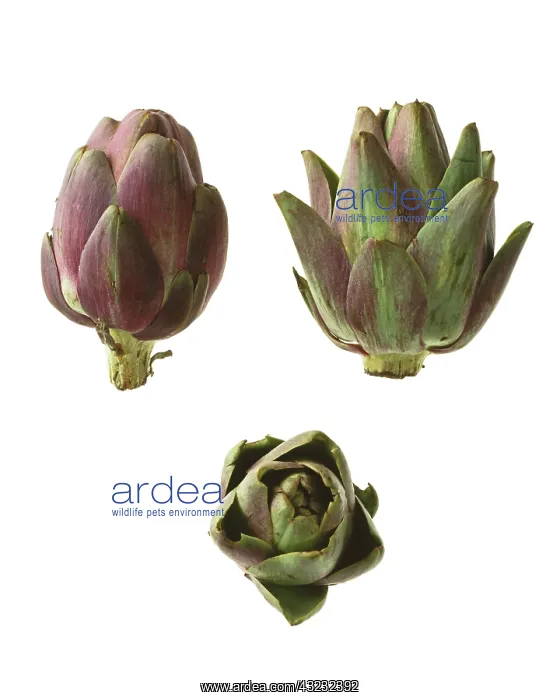 : Artichoke, Cynara scolymus : Artichoke, Cynara scolymus