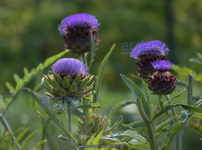 : Artichoke, Cynara scolymus : Artichoke, Cynara scolymus