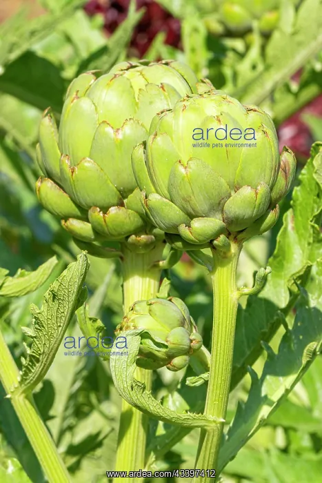  : Artichoke, Cynara scolymus