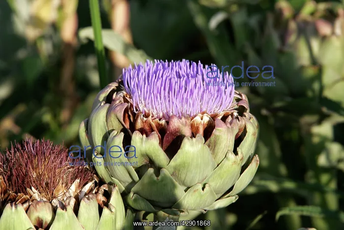 : Artichoke - flower : Artichoke - flower