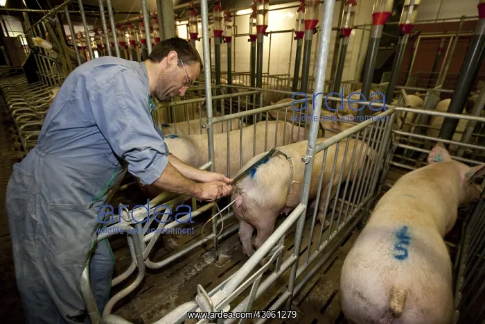 : Artificial insemination of a sow in a pigsty France : Artificial insemination of a sow in a pigsty France