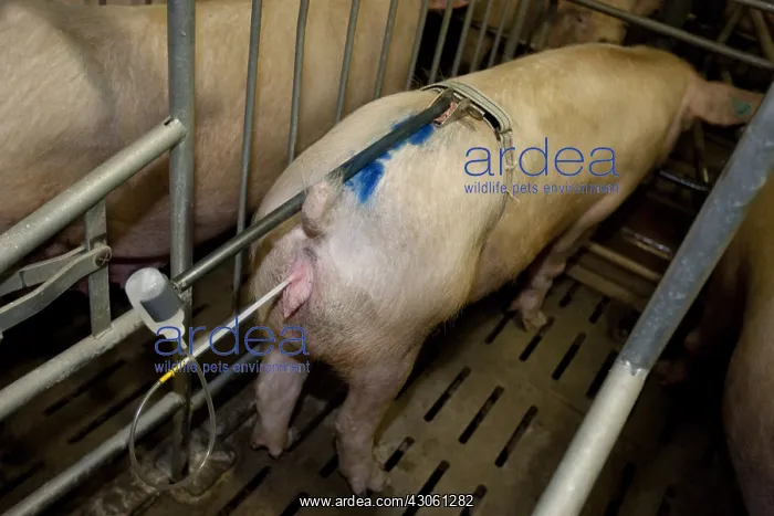 : Artificial insemination of a sow in a pigsty France : Artificial insemination of a sow in a pigsty France