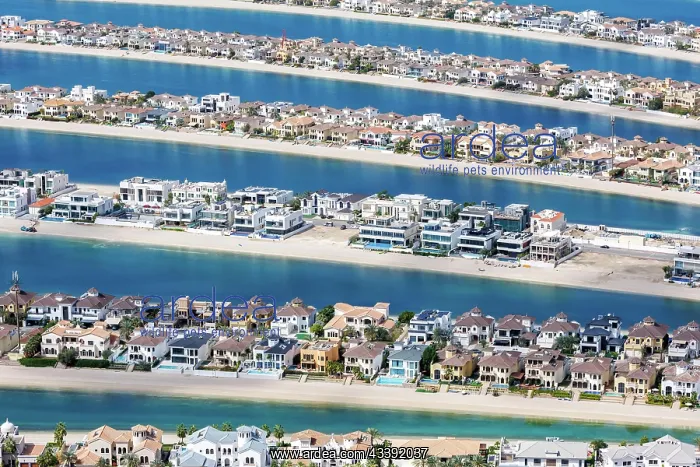 : Artificial island in the shape of a palm tree The : Artificial island in the shape of a palm tree The