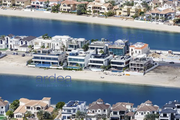 : Artificial island in the shape of a palm tree The Palm : Artificial island in the shape of a palm tree The Palm