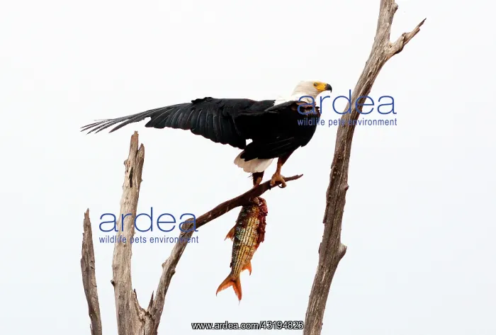 : This artificial lake is the border with Zambia : This artificial lake is the border with Zambia