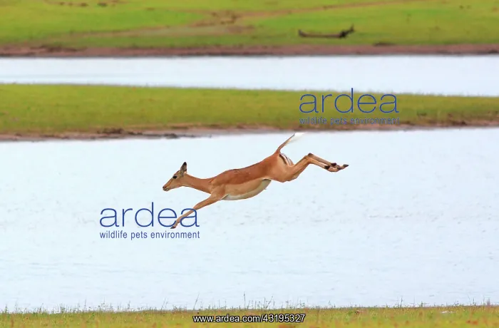 : This artificial lake is the border with Zambia : This artificial lake is the border with Zambia