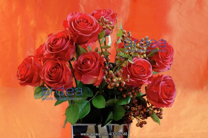 : Artificial red silk roses in a vase in front of : Artificial red silk roses in a vase in front of