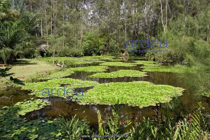 : Artificial wetland - Pond with Lilies : Artificial wetland - Pond with Lilies