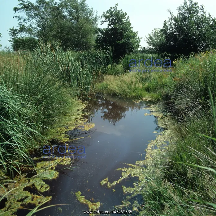 : Artificially created farm pond : Artificially created farm pond