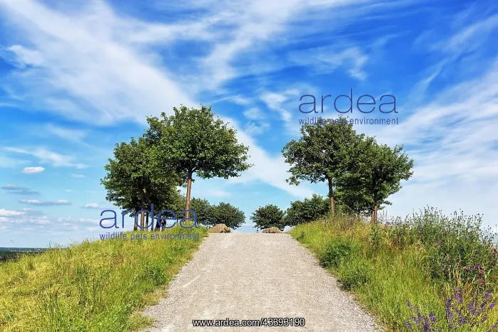 : Artificially created hill, vantage point, trees : Artificially created hill, vantage point, trees