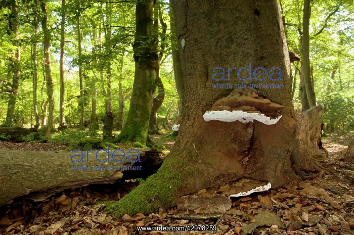 : Artist's Bracket - on beech tree : Artist's Bracket - on beech tree