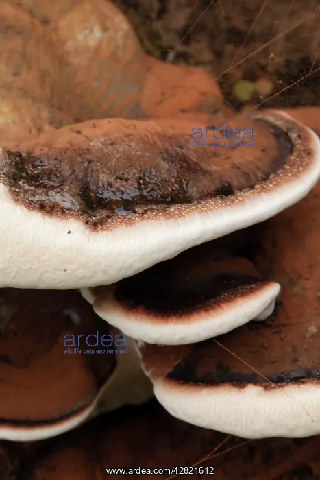 : Artist's Fungus - Autumn : Artist's Fungus - Autumn