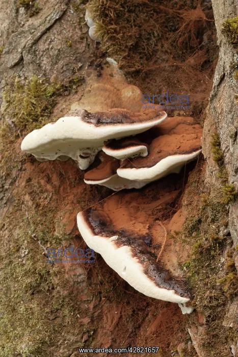 : Artist's Fungus - Autumn : Artist's Fungus - Autumn