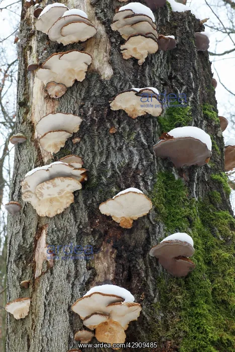  : Artist's Fungus - coverd in snow, on beech tree