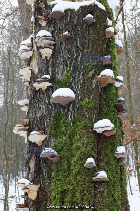 : Artist's Fungus - coverd in snow, on beech tree : Artist's Fungus - coverd in snow, on beech tree