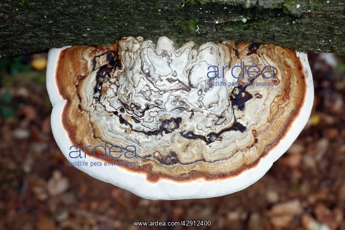 : Artist's Fungus - growing on dead beech tree stem : Artist's Fungus - growing on dead beech tree stem