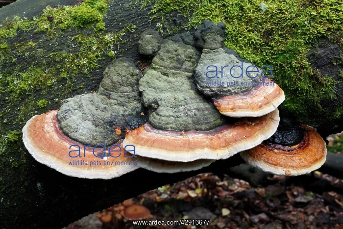 : Artist's Fungus - growing on dead beech tree stem : Artist's Fungus - growing on dead beech tree stem