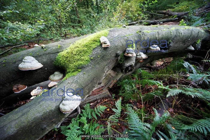 : Artist's Fungus - growing on dead beech tree stem : Artist's Fungus - growing on dead beech tree stem