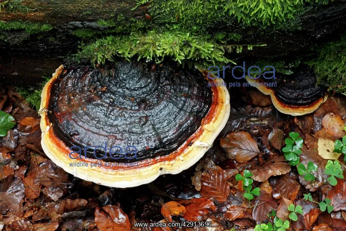 : Artist's Fungus - growing on dead beech tree stem : Artist's Fungus - growing on dead beech tree stem