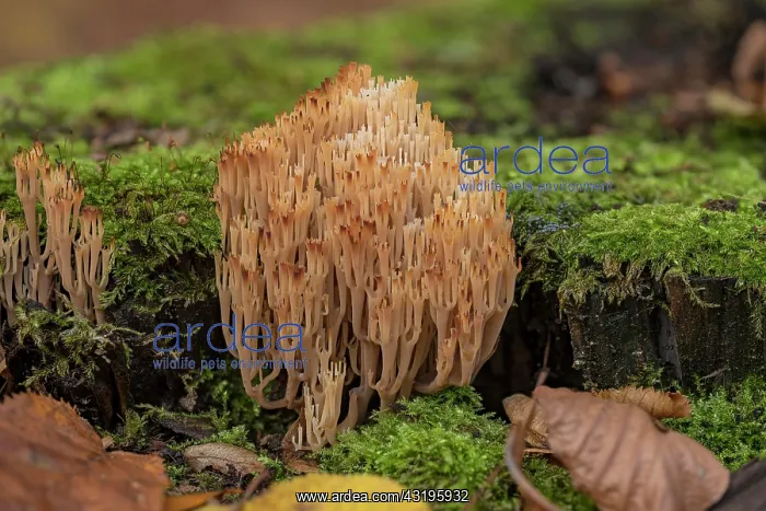 : Artomyces pyxidatus (Artomyces pyxidatus) on dead : Artomyces pyxidatus (Artomyces pyxidatus) on dead