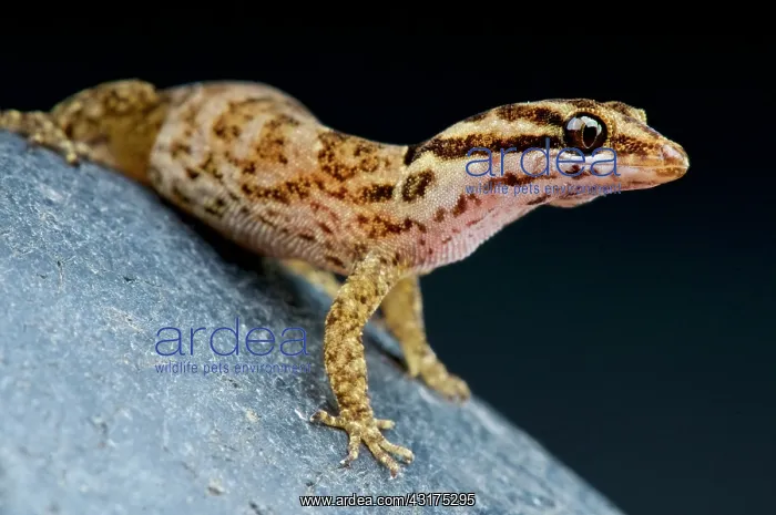 : Aruba day gecko (Gonatodes antillensis) female : Aruba day gecko (Gonatodes antillensis) female